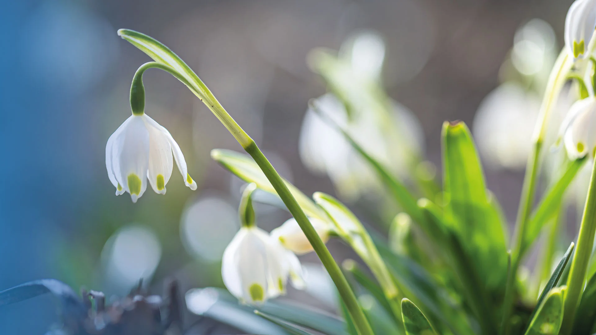 goetzenserleben-ausgabe01-2026-Titel-APR-01-2026