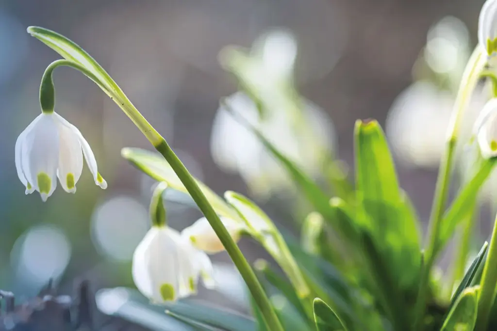 goetzenserleben-ausgabe01-2026-titelbild-ausgabe01